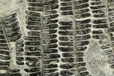 Carboniferous Fossil Fern (Callipteridium) Frond Plate - France #338443-1